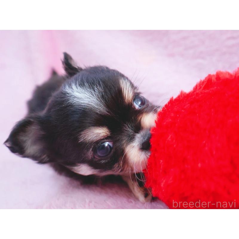 販売中の神奈川県のチワワ(ロングコート)-441560の9枚目