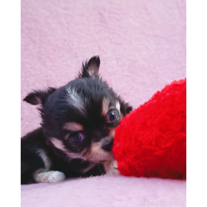 販売中の神奈川県のチワワ(ロングコート)-441560の7枚目