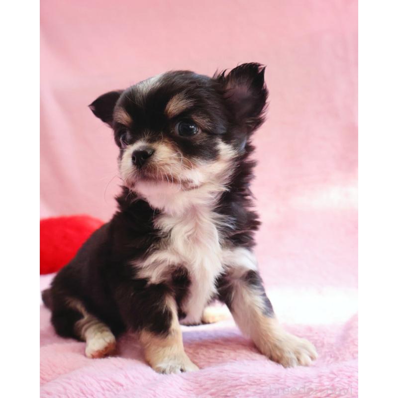 販売中の神奈川県のチワワ(ロングコート)-441560の6枚目