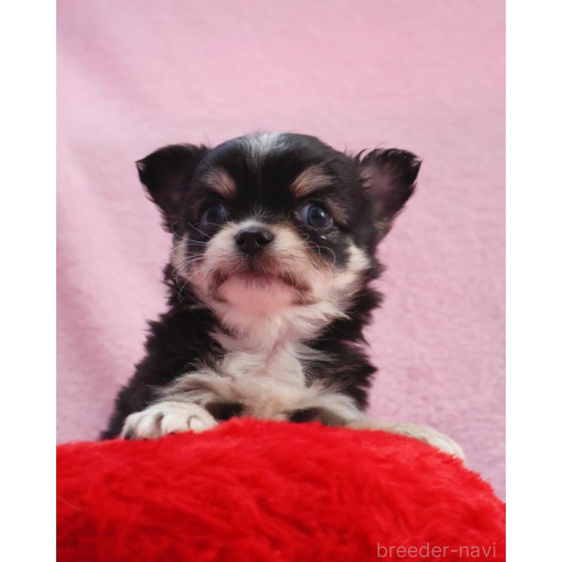 販売中の神奈川県のチワワ(ロングコート)-441560の5枚目