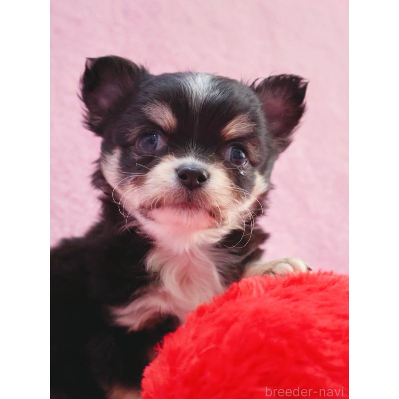 販売中の神奈川県のチワワ(ロングコート)-441560の4枚目