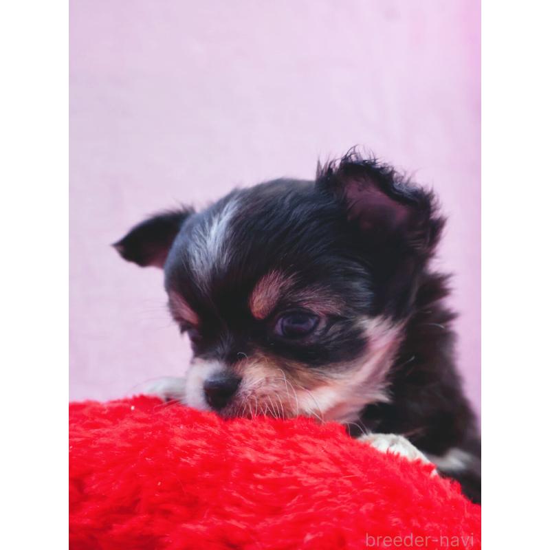 販売中の神奈川県のチワワ(ロングコート)-441560の3枚目