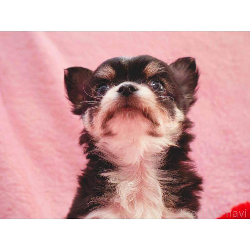 販売中の神奈川県のチワワ(ロングコート)-441560の2枚目