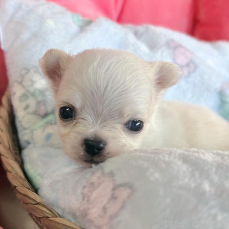 販売中の茨城県のチワワ(ロングコート)-441556の3枚目