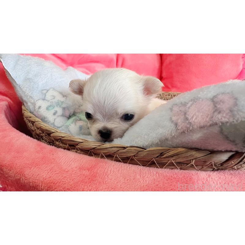 販売中の茨城県のチワワ(ロングコート)-441556の2枚目