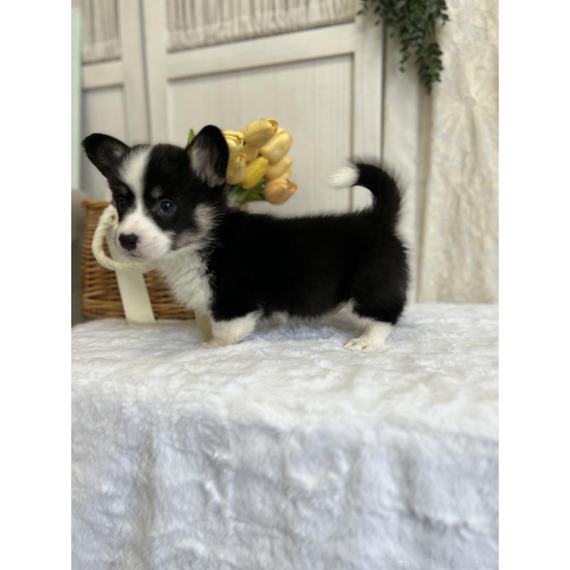 販売中の愛媛県のウェルシュコーギーペンブローク-441557の11枚目