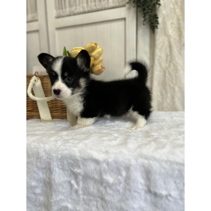 販売中の愛媛県のウェルシュコーギーペンブローク-441557の10枚目