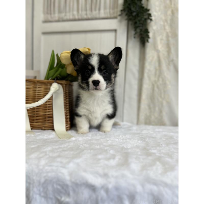 販売中の愛媛県のウェルシュコーギーペンブローク-441557の9枚目