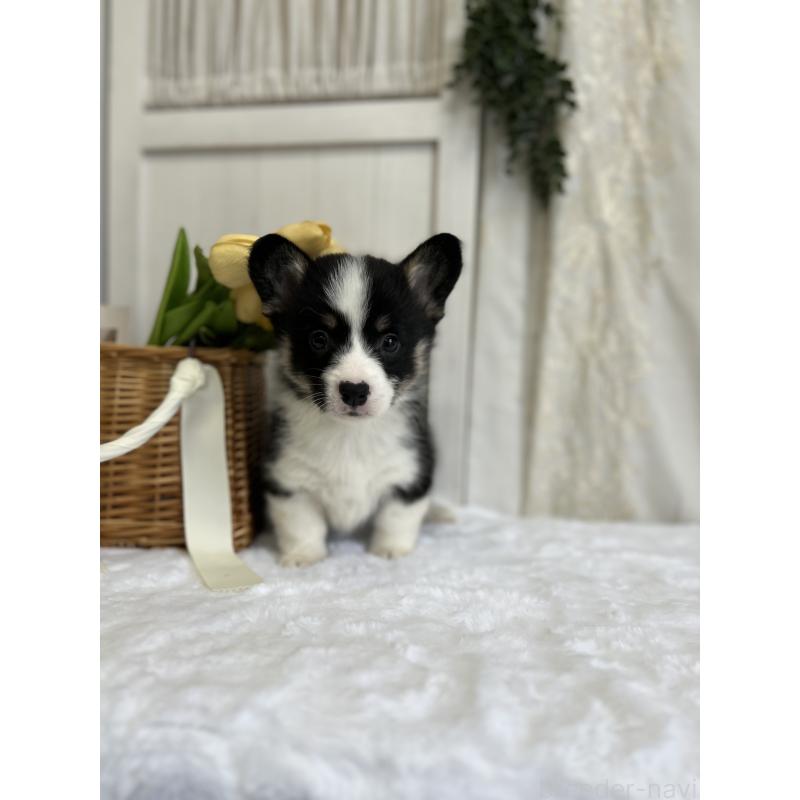 販売中の愛媛県のウェルシュコーギーペンブローク-441557の8枚目