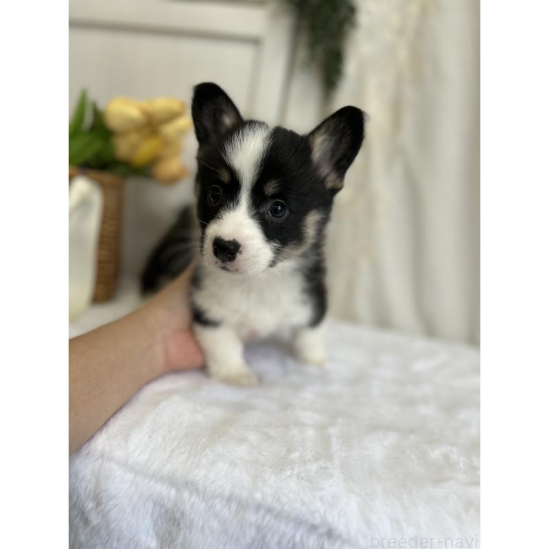 販売中の愛媛県のウェルシュコーギーペンブローク-441557の7枚目