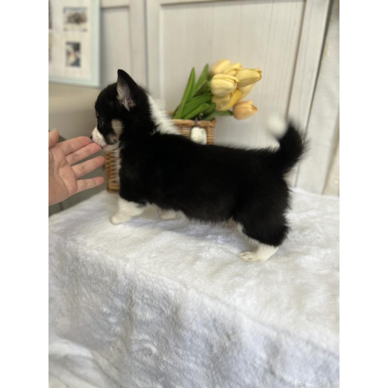 販売中の愛媛県のウェルシュコーギーペンブローク-441557の6枚目