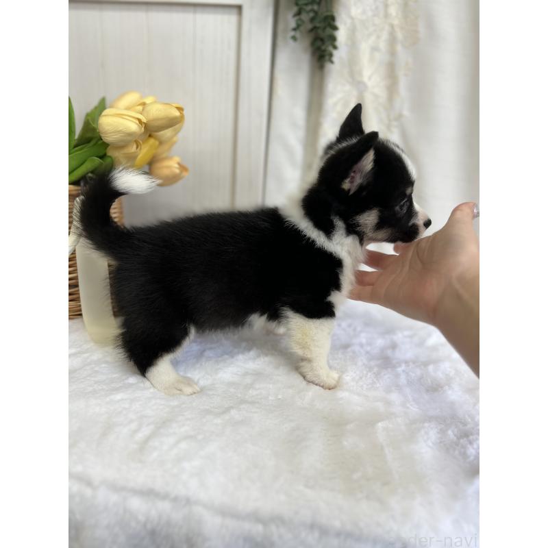 販売中の愛媛県のウェルシュコーギーペンブローク-441557の5枚目