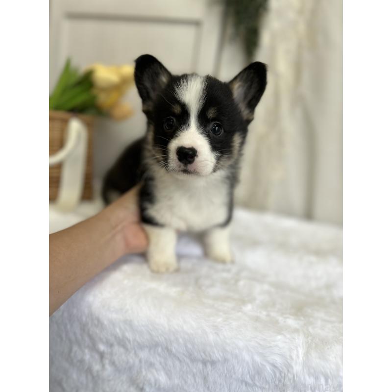 販売中の愛媛県のウェルシュコーギーペンブローク-441557の4枚目