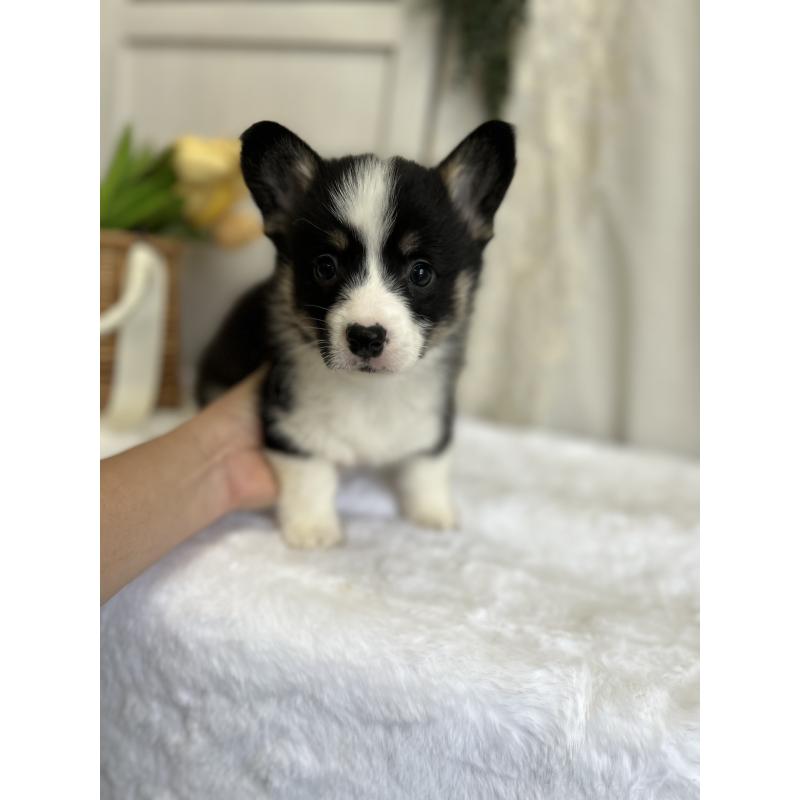 販売中の愛媛県のウェルシュコーギーペンブローク-441557の3枚目