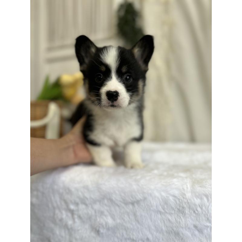 販売中の愛媛県のウェルシュコーギーペンブローク-441557の2枚目