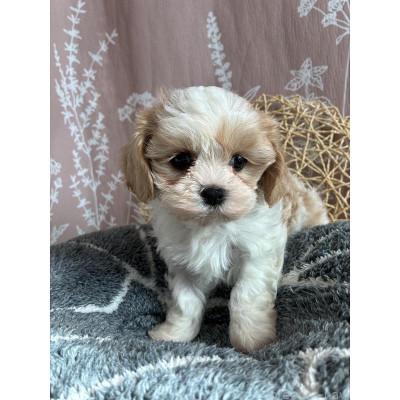 販売中の山形県のミックス犬-441558の4枚目