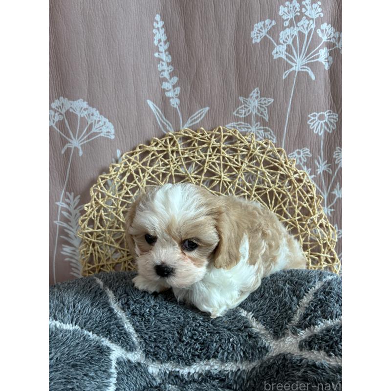 販売中の山形県のミックス犬-441558の3枚目