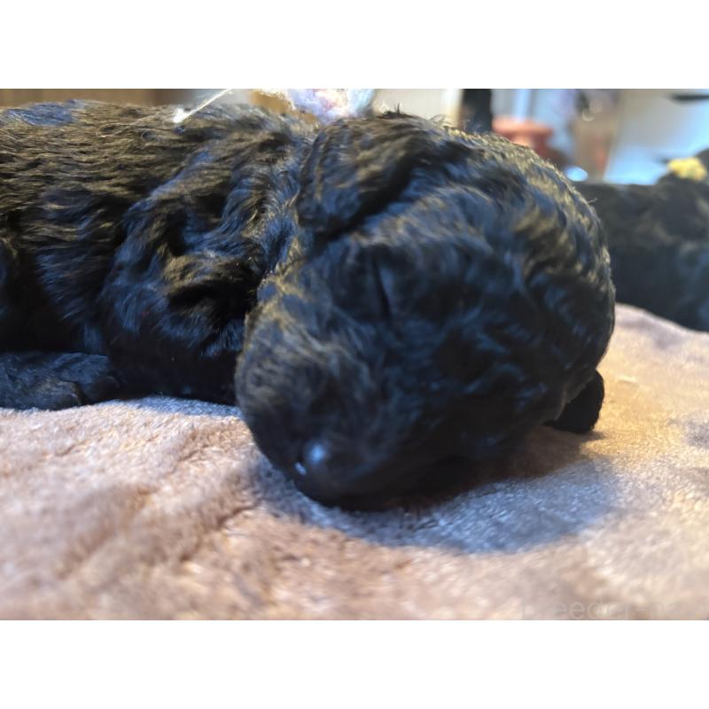 販売中の東京都のミディアムプードル-438626