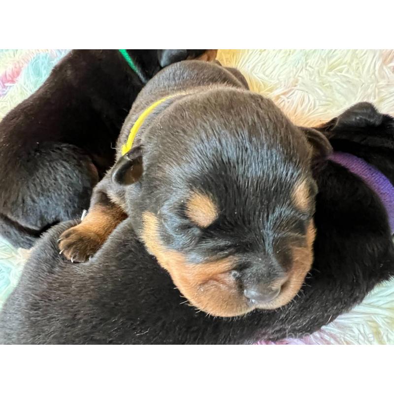 販売中の愛知県のロットワイラー-440468