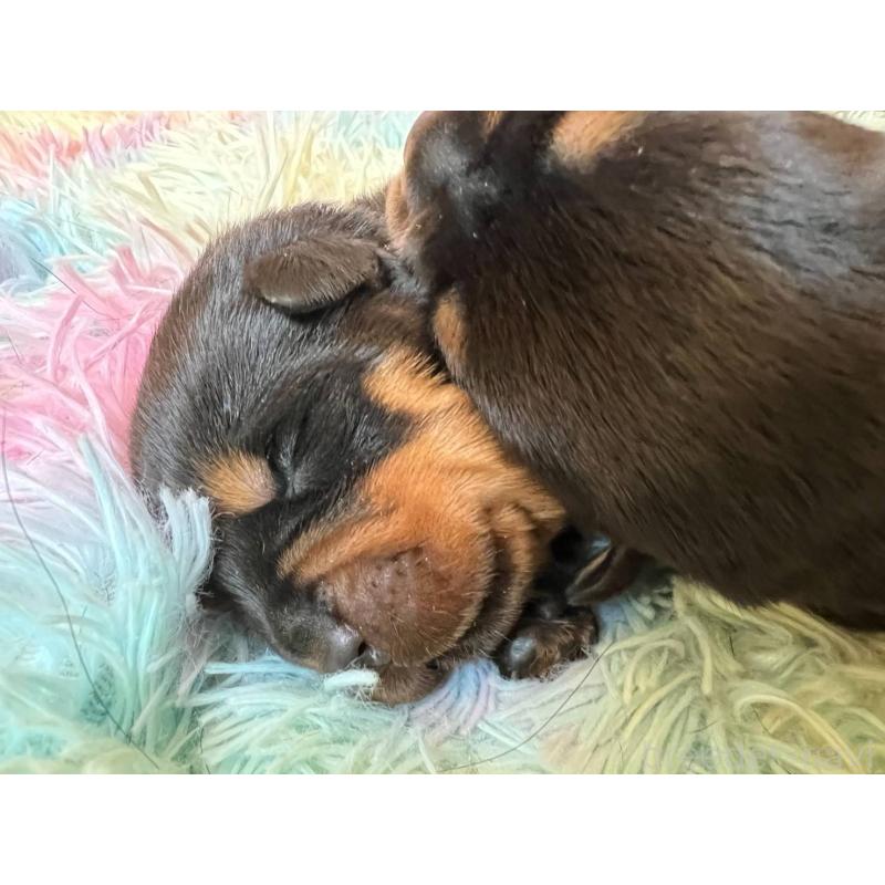 販売中の愛知県のロットワイラー-440467