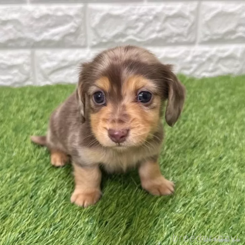 販売中の愛知県のミニチュアダックスフンド(ロングヘアード)-441559の1枚目