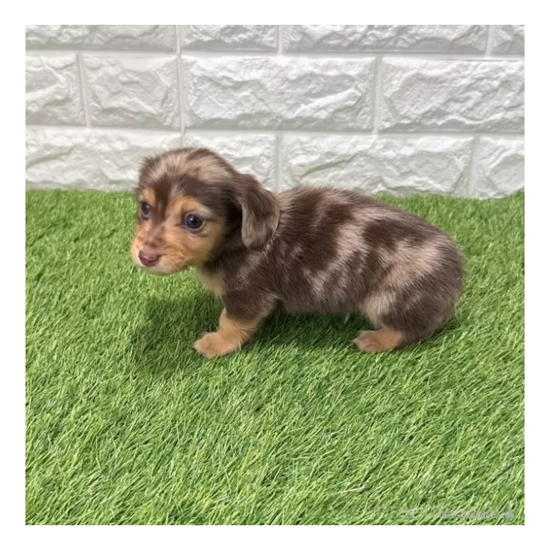 販売中の愛知県のミニチュアダックスフンド(ロングヘアード)-441559の5枚目