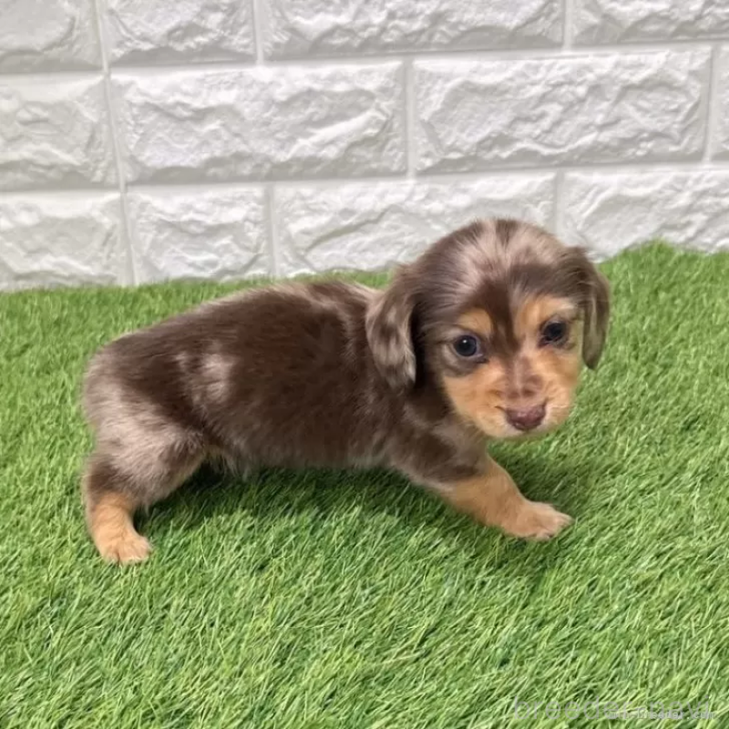 販売中の愛知県のミニチュアダックスフンド(ロングヘアード)-441559の4枚目