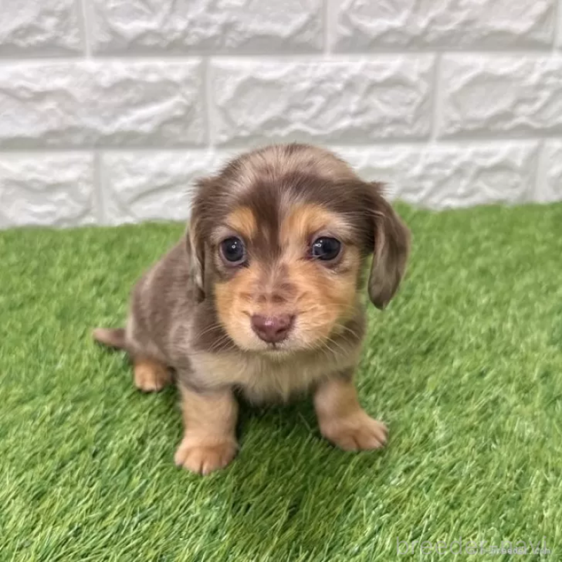 販売中の愛知県のミニチュアダックスフンド(ロングヘアード)-441559の3枚目