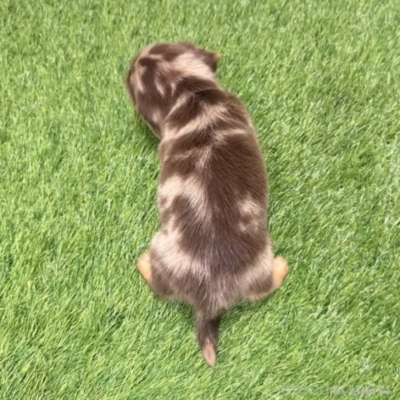 販売中の愛知県のミニチュアダックスフンド(ロングヘアード)-441559の2枚目