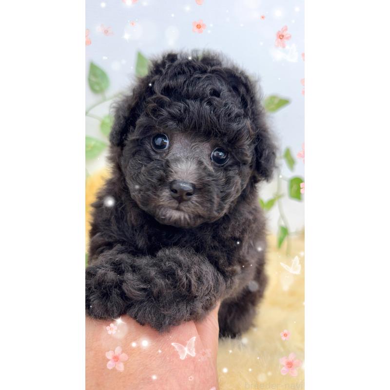 販売中の岐阜県のタイニープードル-441567の1枚目