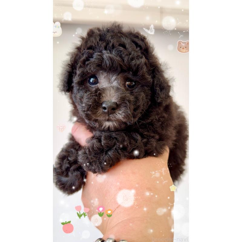 販売中の岐阜県のタイニープードル-441567の10枚目