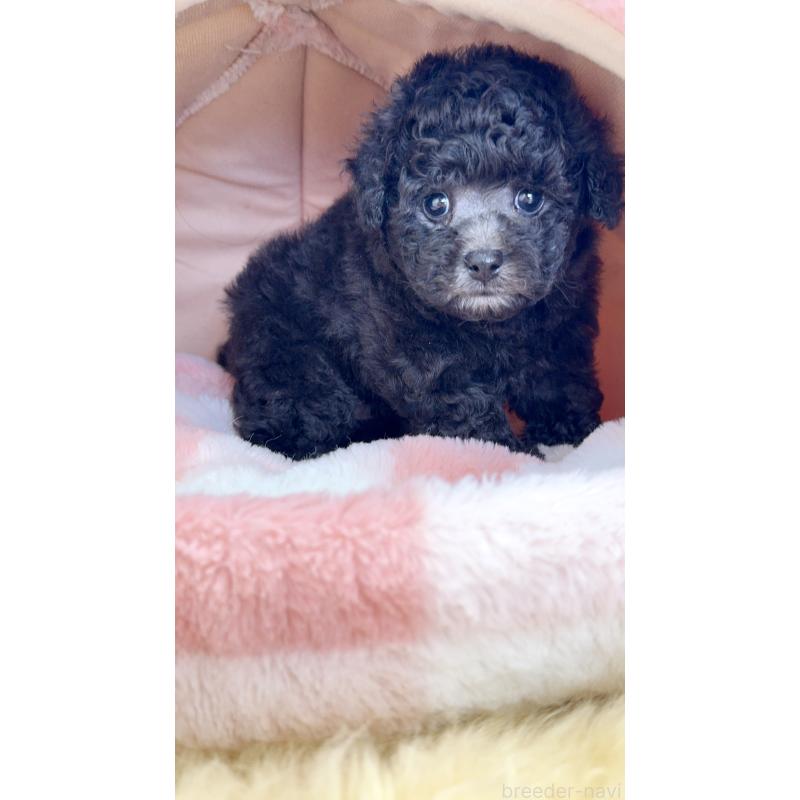 販売中の岐阜県のタイニープードル-441567の8枚目