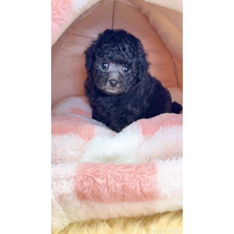 販売中の岐阜県のタイニープードル-441567の7枚目