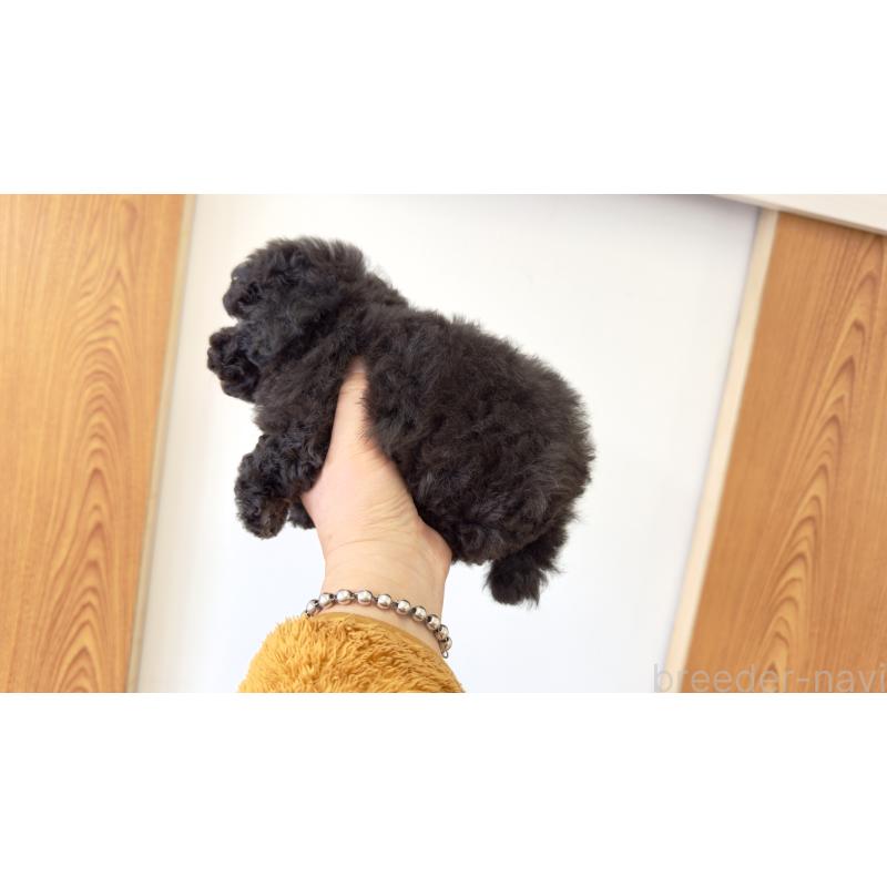 販売中の岐阜県のタイニープードル-441567の6枚目