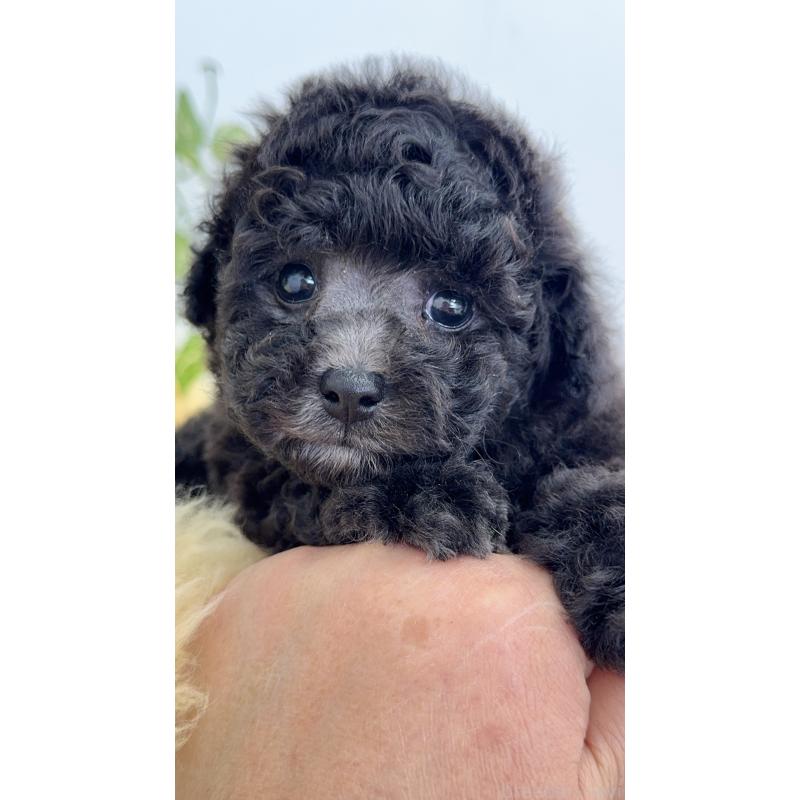 販売中の岐阜県のタイニープードル-441567の4枚目