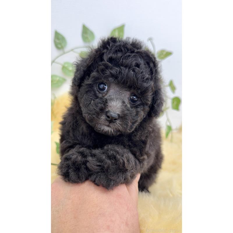 販売中の岐阜県のタイニープードル-441567の3枚目