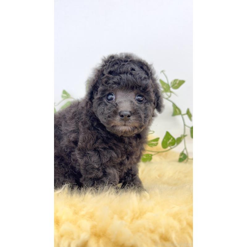 販売中の岐阜県のタイニープードル-441567の2枚目