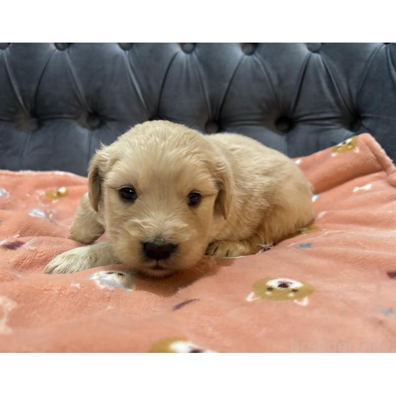 販売中の鹿児島県のゴールデンレトリーバー-441561の8枚目