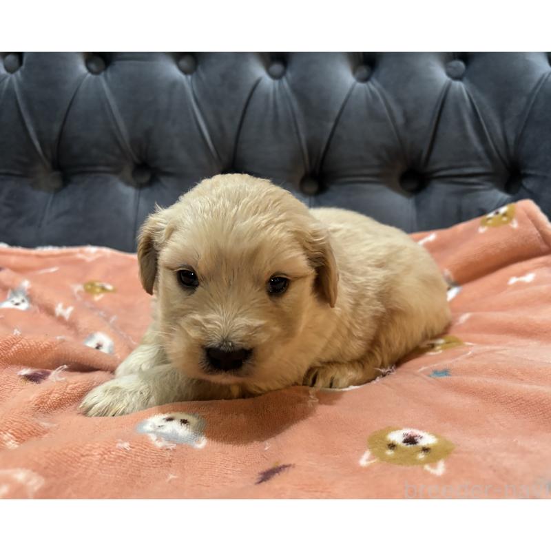 販売中の鹿児島県のゴールデンレトリーバー-441561の7枚目