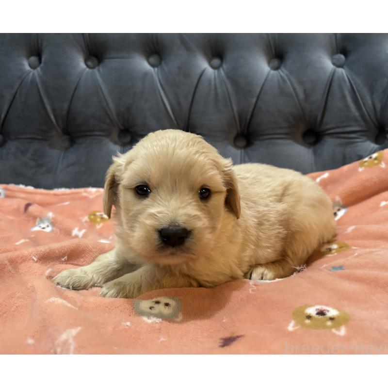 販売中の鹿児島県のゴールデンレトリーバー-441561の6枚目