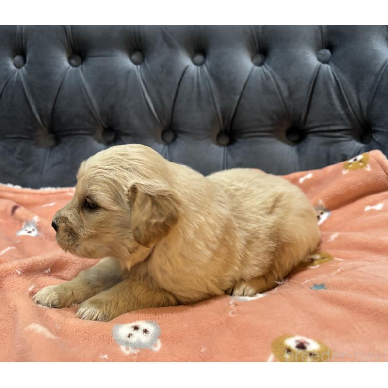 販売中の鹿児島県のゴールデンレトリーバー-441561の5枚目