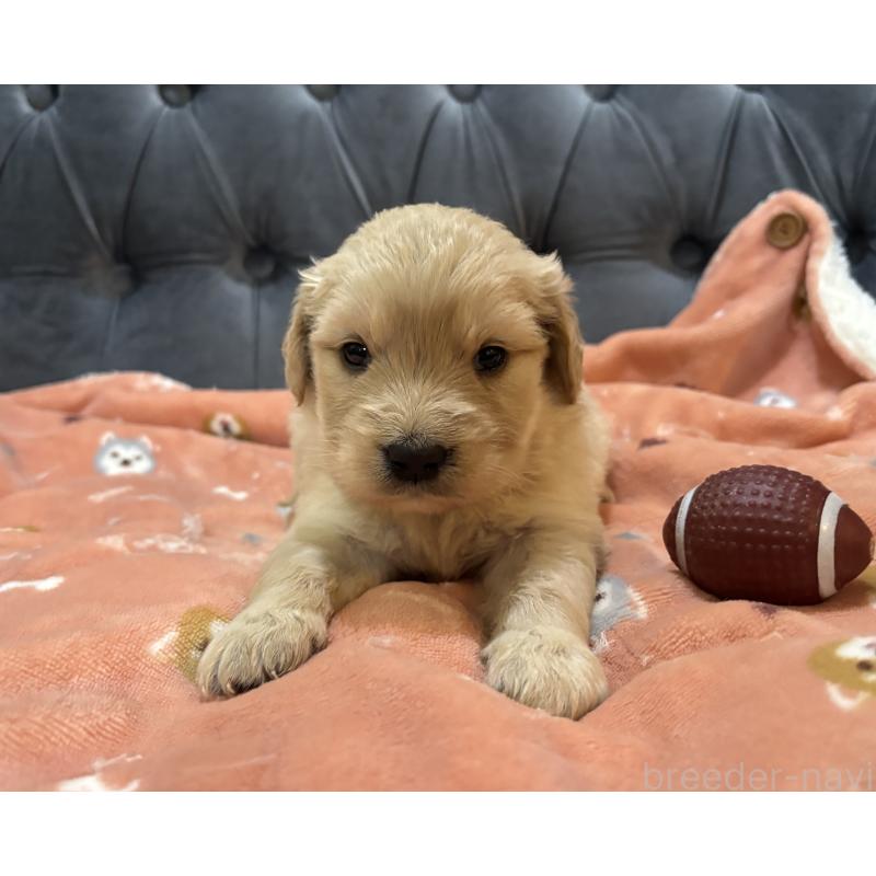 販売中の鹿児島県のゴールデンレトリーバー-441561の4枚目