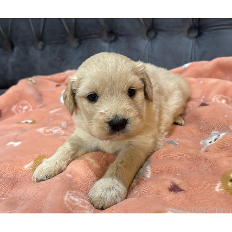 販売中の鹿児島県のゴールデンレトリーバー-441561の3枚目