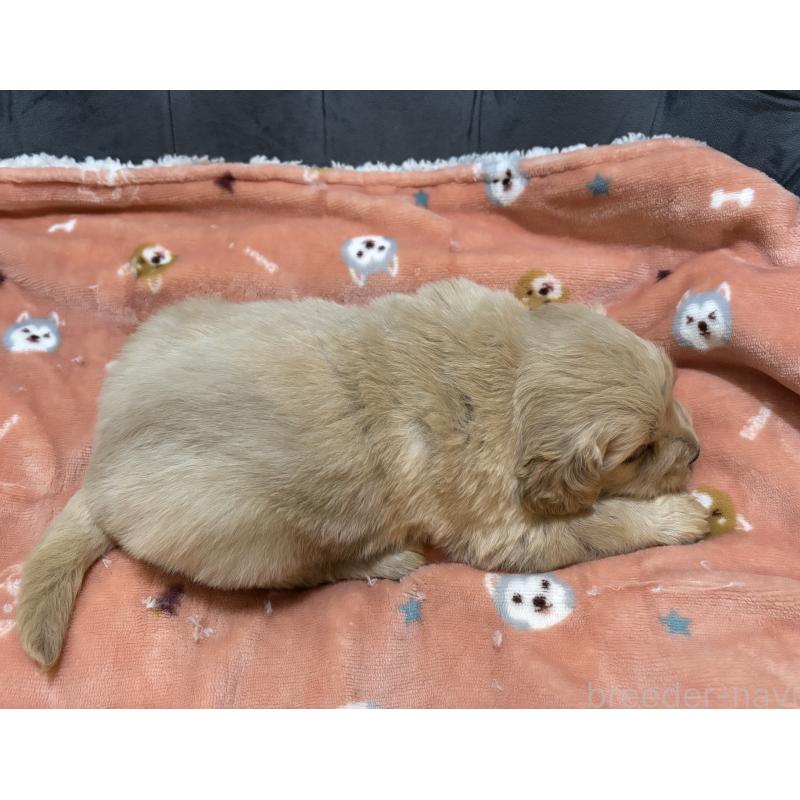 販売中の鹿児島県のゴールデンレトリーバー-441561の2枚目