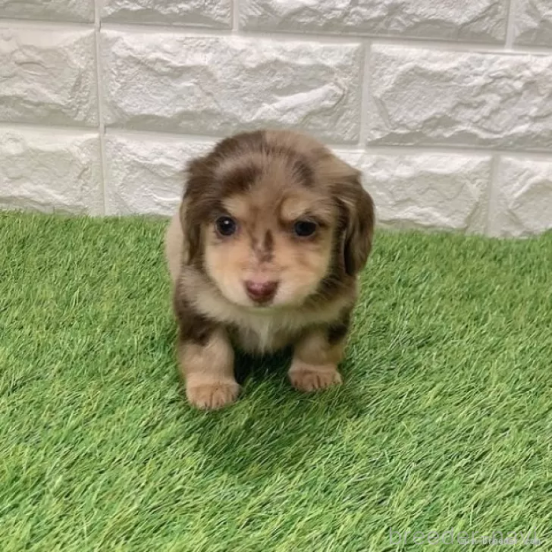 販売中の愛知県のミニチュアダックスフンド(ロングヘアード)-441564の1枚目