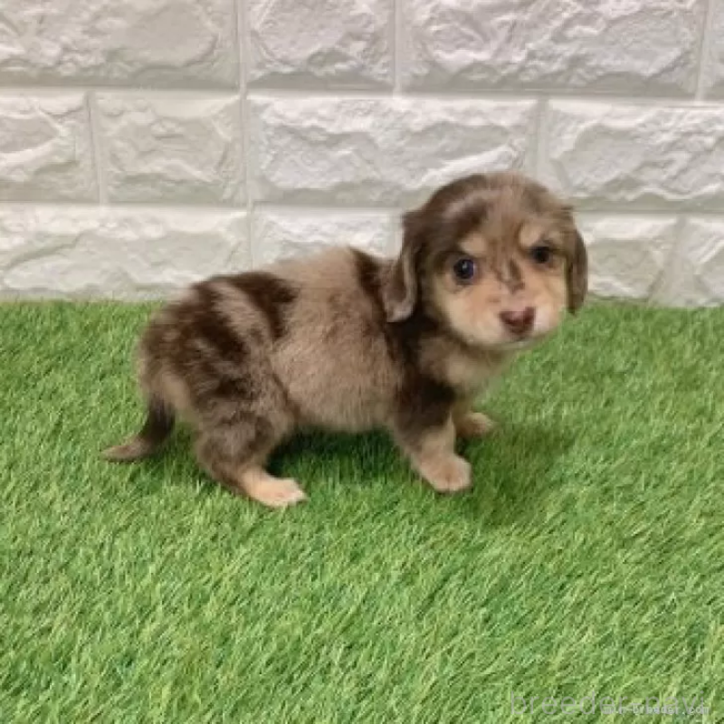 販売中の愛知県のミニチュアダックスフンド(ロングヘアード)-441564の5枚目