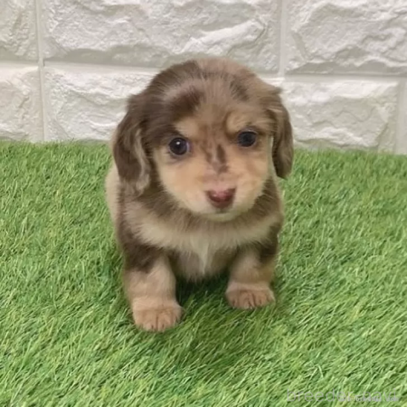 販売中の愛知県のミニチュアダックスフンド(ロングヘアード)-441564の4枚目