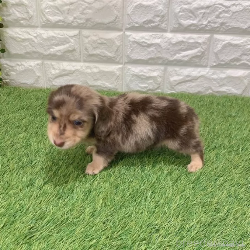 販売中の愛知県のミニチュアダックスフンド(ロングヘアード)-441564の3枚目