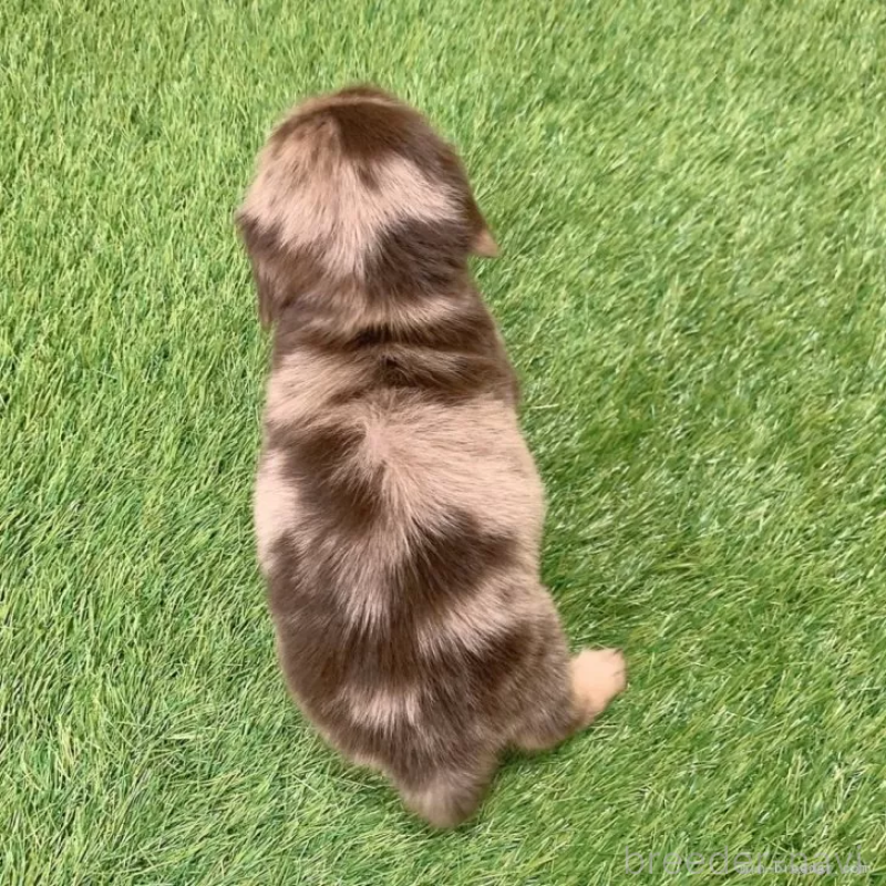 販売中の愛知県のミニチュアダックスフンド(ロングヘアード)-441564の2枚目