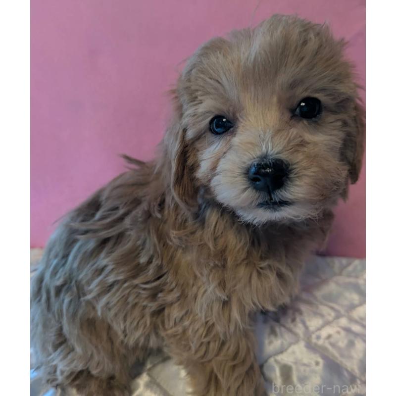 販売中の埼玉県のマルプー:マルチーズ×トイプードル-434721の3枚目